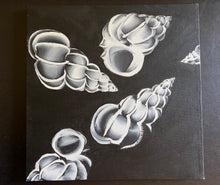 Load image into Gallery viewer, Shells
