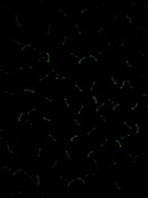 Load image into Gallery viewer, Skull, Halloween, Muertos, Spooky, Horror, Mystical, Stars/Galaxy Fabrics
